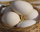 گرانی تخم‌مرغ با وجود کاهش قیمت عمده‌فروشی