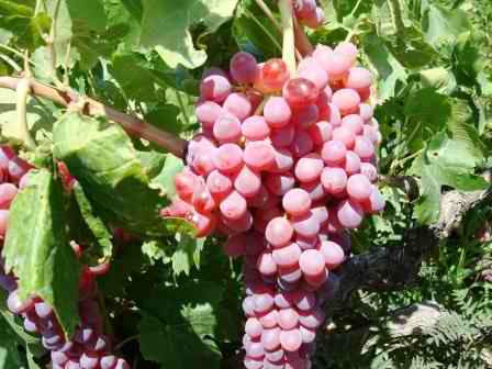 ۲۰ هزار تن انگور در شهرستان خرمدره برداشت شد