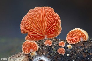 تصاویر/دنیای قارچ ها