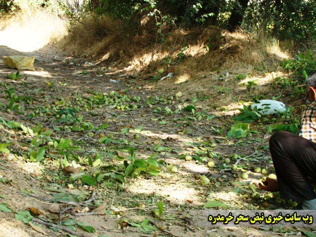 گردو خرمدره (۳)